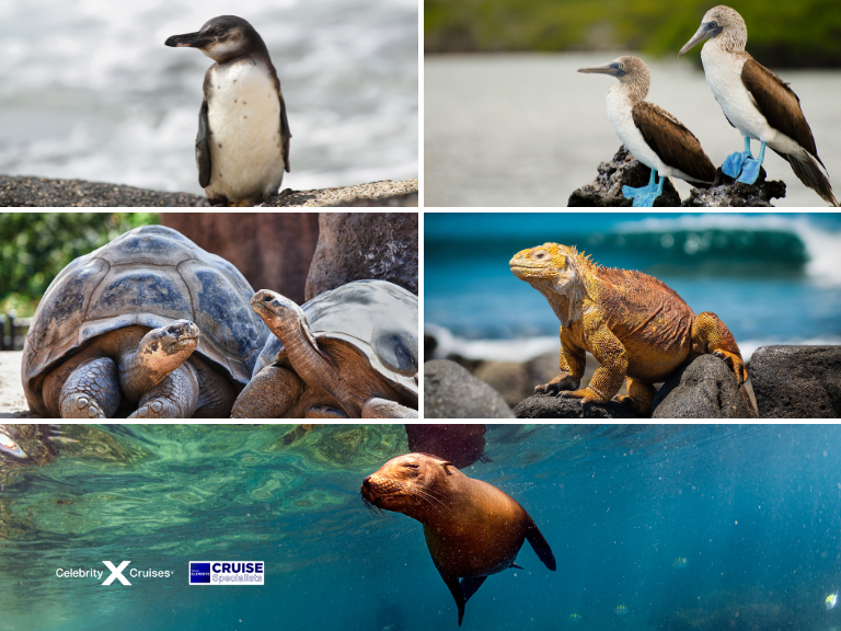 Wildlife Galapagos